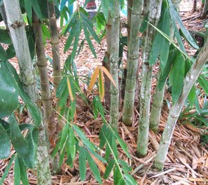 Dendrocalamus asper (Asper Bamboo)