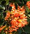 Pyrostegia venusta, Orange Trumpet Vine